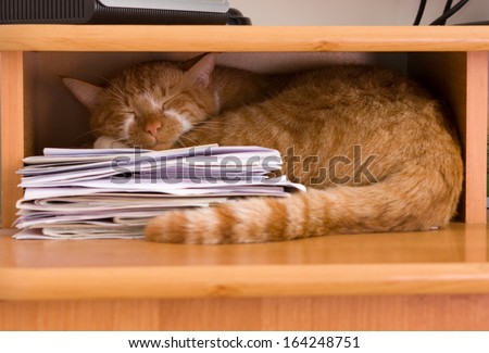 essays on sleeping essays on sleeping