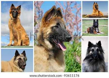 belgian_dog" Stock Photos, Royalty-Free Images & Vectors ... belgian_dog" Stock Photos, Royalty-Free Images & Vectors ...