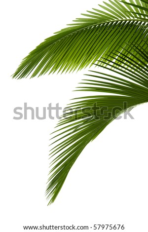 Palm Frond Stock Photos, Images, & Pictures | Shutterstock