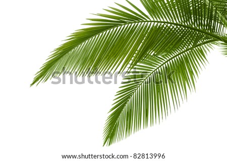 Go Back gt; Gallery For gt; Palm Leaves Png