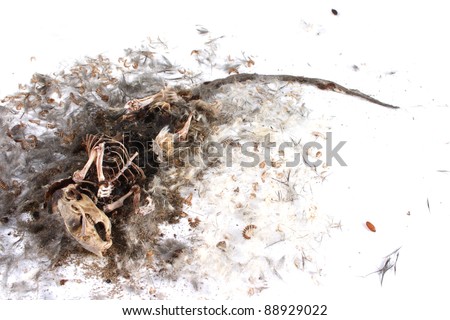 Field+Mouse+Life+Cycle Decomposing life cycle of a grey field mouse (Mus Musculus) - day 032 ...