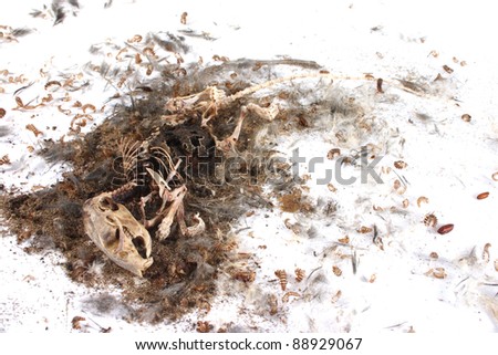 Field+Mouse+Life+Cycle Decomposing life cycle of a grey field mouse (Mus Musculus) - day 046 ...