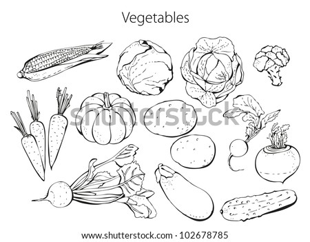 Vegetables Set Stock Vector 97028549 - Shutterstock