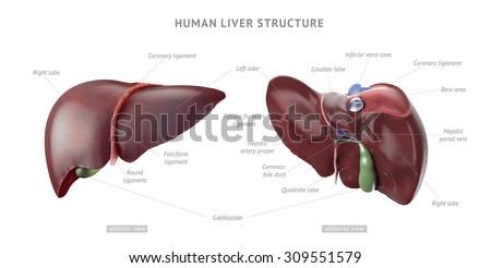 Anatomy structure of realistic human liver with indicators and text