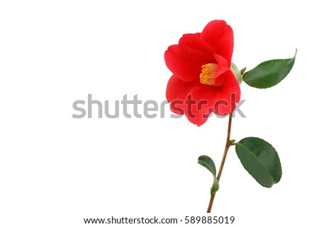 Camellia Stock Images, Royalty-Free Images & Vectors | Shutterstock