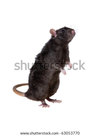 Black Rat Stock Photos, Images, & Pictures 