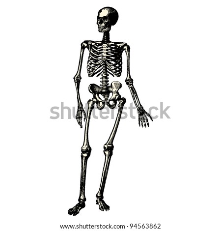 Skeleton Arm Stock Photos, Images, & Pictures | Shutterstock
