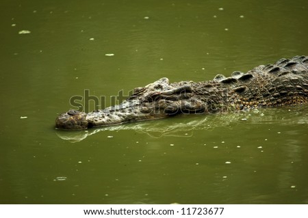 Crocodile Lurking On Murky Green Water Stock Photo 11723677 - Shutterstock