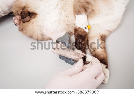 Human Hand Holding Dog Paw Isolated Stock Photo 111108647 ...