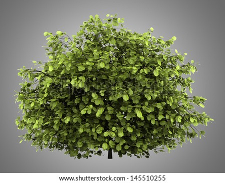  - stock-photo-common-hazel-bush-isolated-on-gray-background-145510255