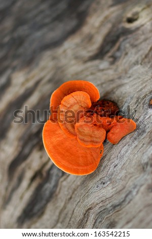 woods chicken week shutterstock