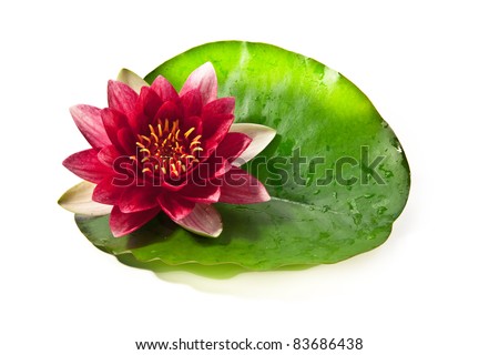 Lotus Stem Stock Photos, Images, & Pictures | Shutterstock