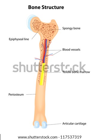 Drag The Labels To Identify The Structures Of A Long Bone. / bone