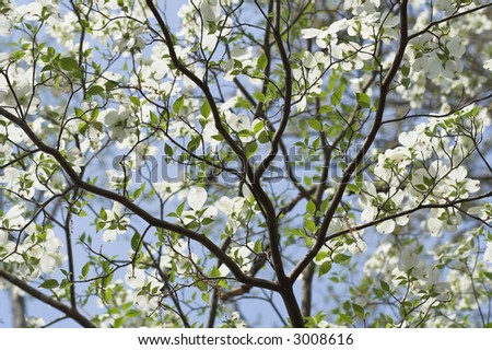Dogwood Tree Stock Photos, Images, & Pictures | Shutterstock