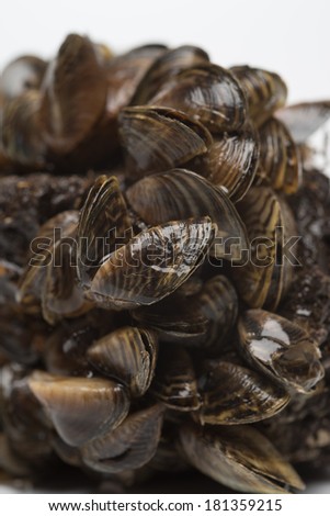 zebra mussel invasive mussels shutterstock