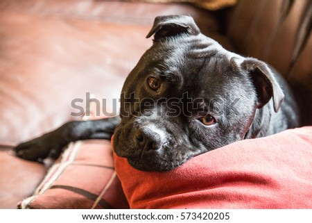 staffordshire bull terrier cushion