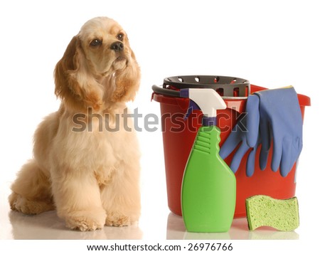 house training a puppy - cocker spaniel sitting beside bucket with ...