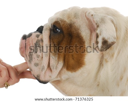stock-photo-english-bulldog-head-profile