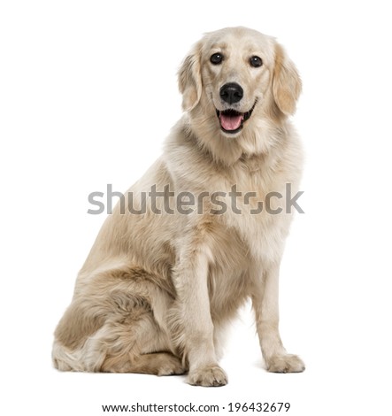 golden retriever one year golden retriever stock photos images pictures golden retriever one year golden retriever stock photos images pictures