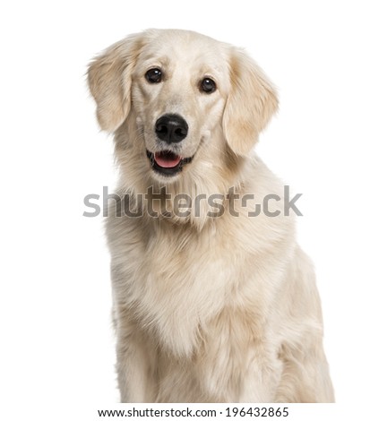 golden retriever biting golden retriever puppy biting image search results breeds picture golden retriever biting golden retriever puppy biting image search results breeds picture