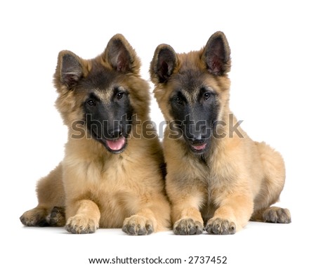 Belgian Tervuren Puppies Belgian Tervuren Puppies