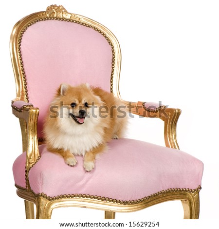 stock-photo-pomeranian-months-in-front-of-white-background-15629254.jpg