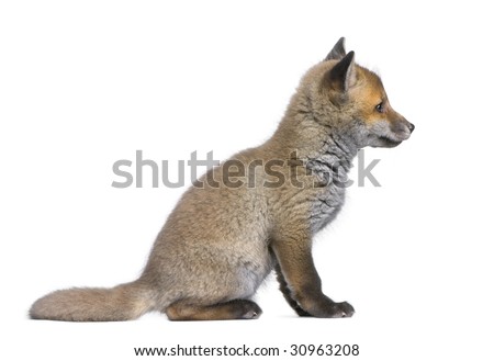 Baby Fox Stock Photos, Images, & Pictures | Shutterstock