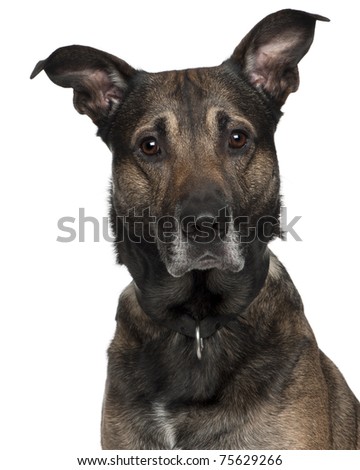 Stock Photos, Royalty-Free Images & Vectors - Shutterstock Stock Photos, Royalty-Free Images & Vectors - Shutterstock