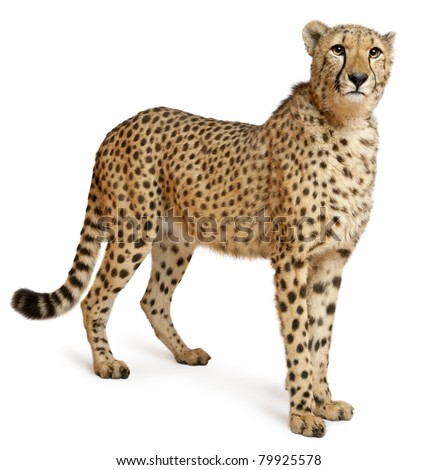 stock-photo-cheetah-acinonyx-jubatus-mon