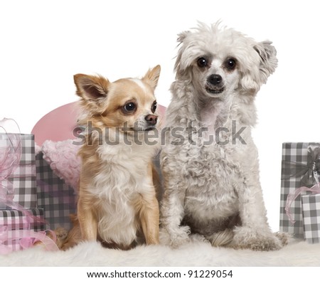 Chinese Crested Dog Years Chinese Crested Dog Years