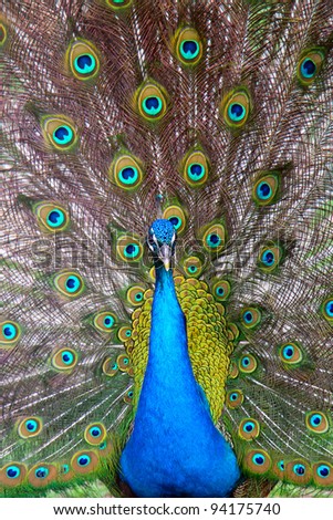 Peacock tail Stock Photos, Images, & Pictures | Shutterstock