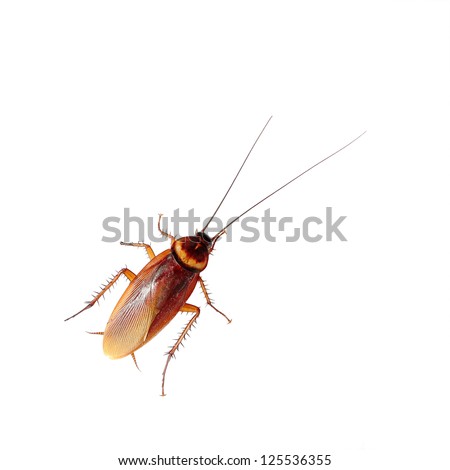 Brown cockroach isolated over white background - stock photo