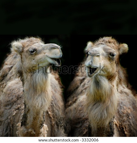 stock-photo-two-funny-dromedaries-or-camels-having-conversation-isolated-on-black-3332006.jpg