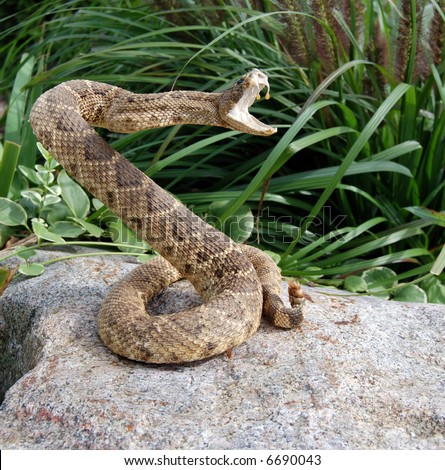 stock-photo-rattle-snake-coiled-for-atta