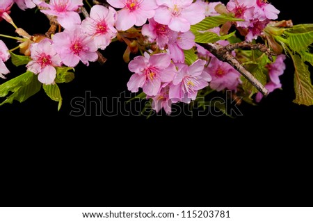  - stock-photo-kawazu-sakura-115203781