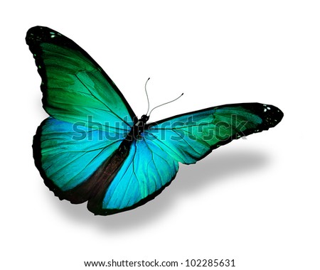 Black And White Butterfly Stock Photos, Images, & Pictures 