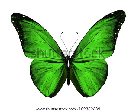 Opciones binarias de mariposa de hierro