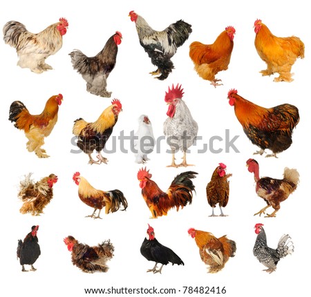 stock-photo-twenty-breeds-of-cocks-on-a-