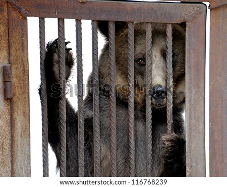 stock-photo-live-bear-behind-grids-of-a-cage-116768239.jpg