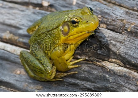 You have toads and frogs with webbed feet for Consider, toads and frogs with webbed feet
