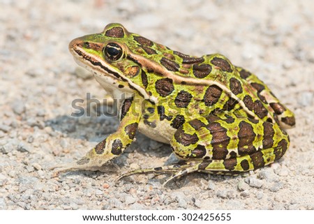 Agree toads and frogs with webbed feet With you toads and frogs with webbed feet excellent