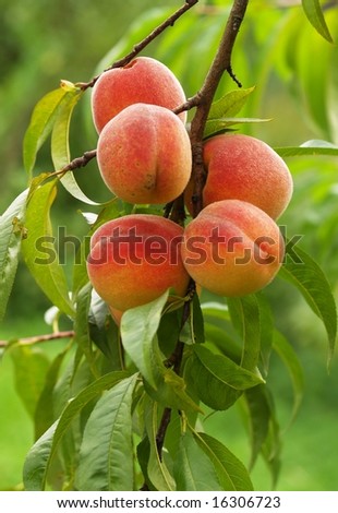 Peach-tree Stock Images, Royalty-Free Images & Vectors | Shutterstock