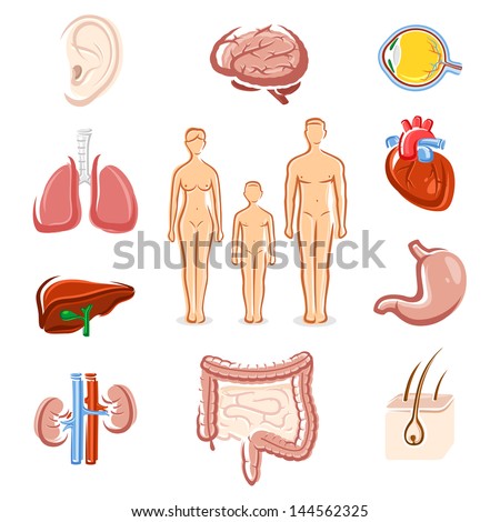 Human organs set. Silhouette people. Vector - stock vector