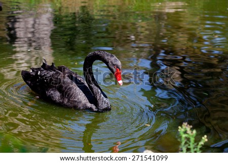 black swan green letter to Black swan green is doomed “to stay in the back of my head for weeks”, afterwards it will simply disappear i know mat (i’ll just drop the mr) meant that as a compliment, otherwise it would have not been printed there. black swan green letter to Black swan green is doomed “to stay in the back of my head for weeks”, afterwards it will simply disappear i know mat (i’ll just drop the mr) meant that as a compliment, otherwise it would have not been printed there.