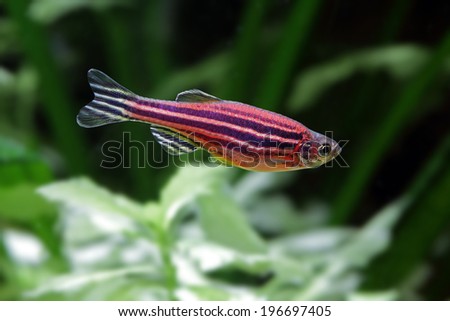 Zebrafish Stock Images, Royalty-Free Images & Vectors | Shutterstock