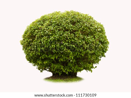 stock-photo-green-bush-on-a-white-background-111730109.jpg