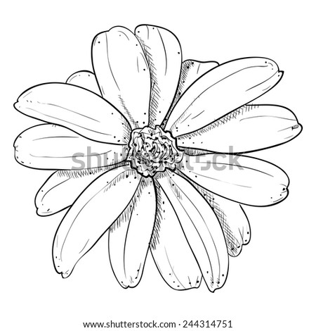 Flower Sketch Stock Photos, Images, & Pictures | Shutterstock