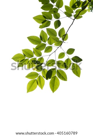 Branches Stock Images, Royalty-Free Images & Vectors | Shutterstock