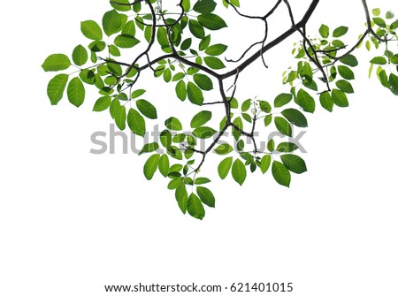 Branches Stock Images, Royalty-Free Images & Vectors | Shutterstock