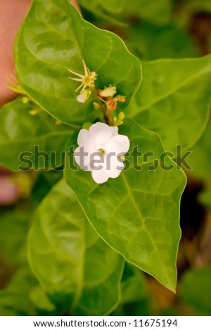 pikake growing leaves flower green shutterstock search